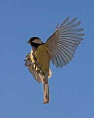 The flight of Great Tit (Parus major)