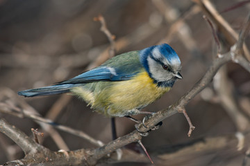 Blue Tit (Cyanistes caeruleus or Parus caeruleus)