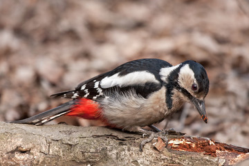 Great Spotted Woodpecker sitting on the fallen tree