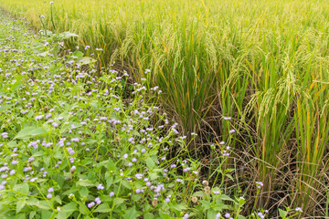Rice field