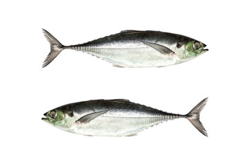  torpedo scad (Finny scad, Finletted mackerel scad)  isolated on