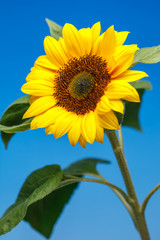 Obraz premium 向日葵