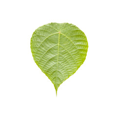Green leaf. Isolated over white with clipping path