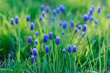 Blue spring flowers. shallow focus