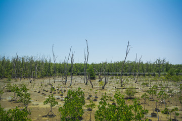 mangrove forest