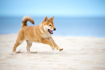 happy red shiba inu puppy running on the beach - obrazy, fototapety, plakaty