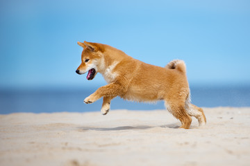 happy shiba inu puppy playing on the beach © otsphoto