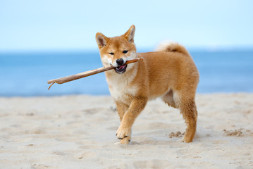 red shiba inu puppy playing with a stick