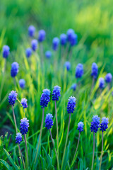 Blue spring flowers, shallow focus
