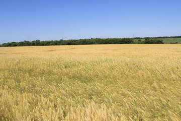 Field of wheat
