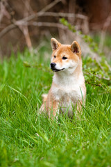 adorable red shiba inu puppy sitting on grass