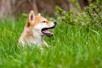 Naklejka na ściany i meble adorable red shiba inu puppy lying down on grass