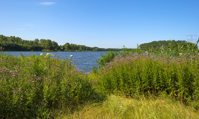 Wild flowers along the shore of a lake in summer