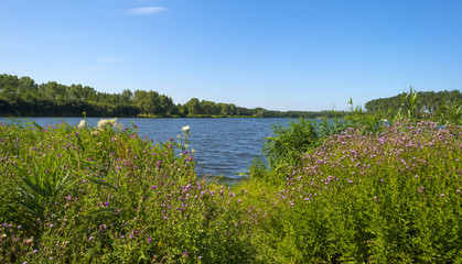 Wild flowers along the shore of a lake in summer