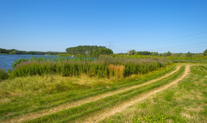 Wild flowers along the shore of a lake in summer