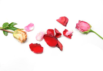 Dry roses isolated on white