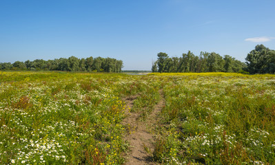 Obraz premium Herd of wild horses running in a field with flowers in summer