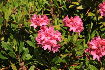 Naklejka premium Alpenrosen, wild rhododendron growing in the Alps