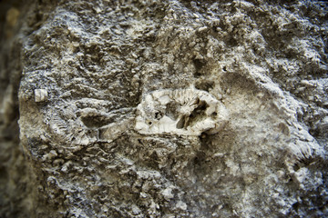 Fossils in the limestone rock