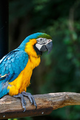 ルリコンゴウインコ
