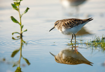 Sandpiper at water’s edge, Jamaica Bay, New York