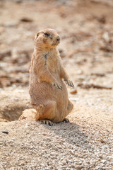 プレーリードッグ