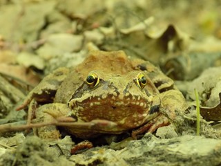 Frog in forest