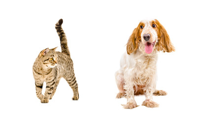 Funny dog of breed Russian Spaniel and cat Scottish Straight