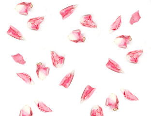 Dried rose petals on a white background