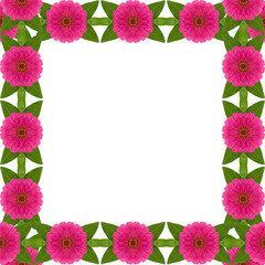 Zinnias flower frame isolated on white background