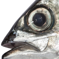 Fish Eye Close-Up