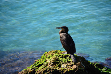 vogel sitzt am felsen im meer