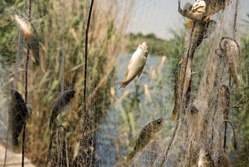 
Small fish caught in the net