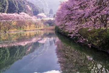 Poster de jardin Fleur de cerisier 桜と湖面