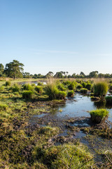Fototapeta premium Border of a fen with clumps of grass