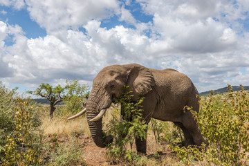Elephant. Pilanesberg national park. South Africa. 
