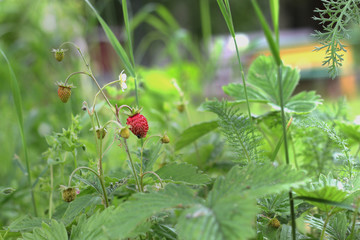 strawberries on the bush