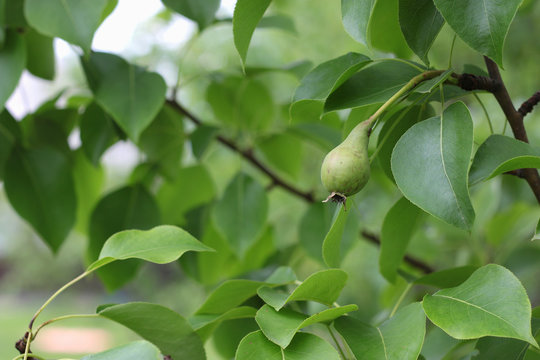 small pear on the tree