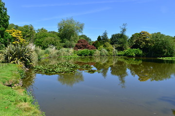 Fototapeta na wymiar A lake/ pond at an English country estate in summer