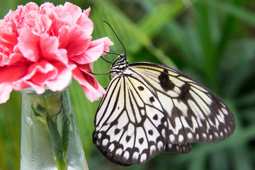 Schmetterling