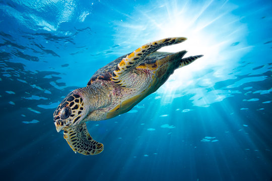hawksbill sea turtle dives down into the deep blue ocean
