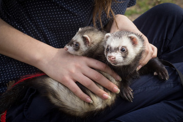 Pair of the Ferrets in the Girl hands.