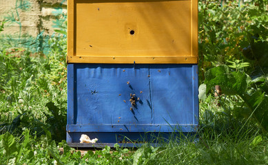 Beehive and bees