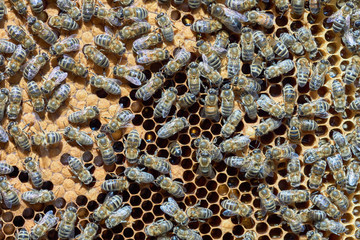 Bees at work