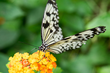 Schmetterling © ASonne30