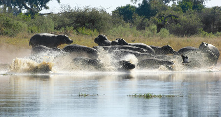 Fototapeta premium Hippos in Botswana