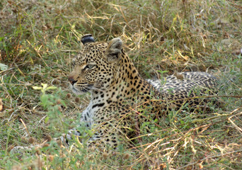Fototapeta na wymiar Leopard in Botswana