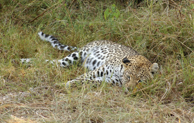 Leopard in Botswana
