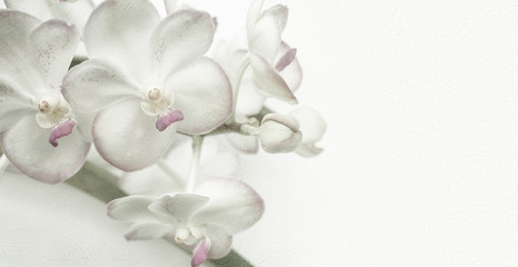 Sweet color orchids in soft color and blur style on mulberry paper texture for background
