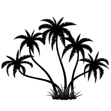 Palm trees silhouette on white, vector illustration